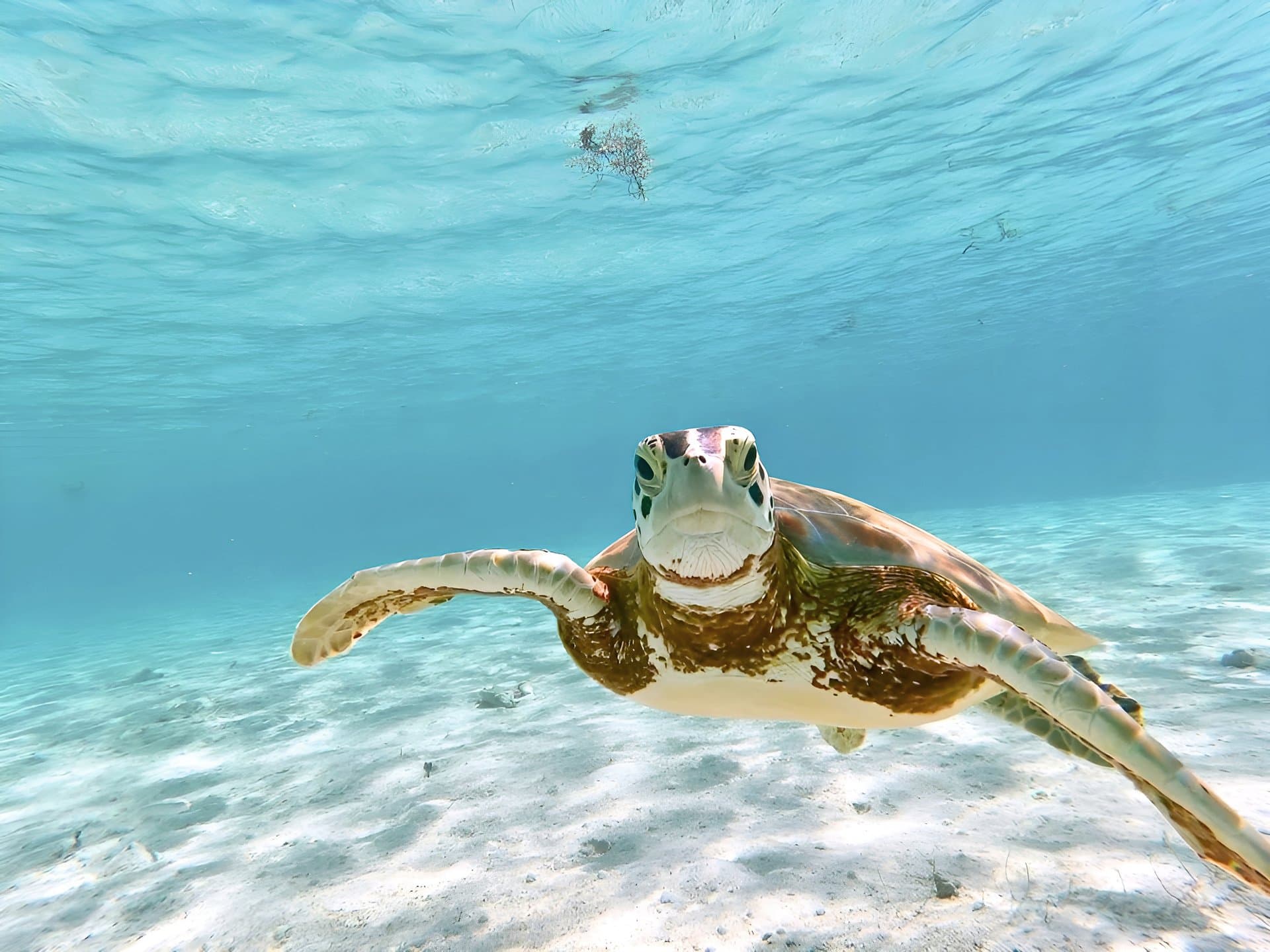 STELLA GAZER