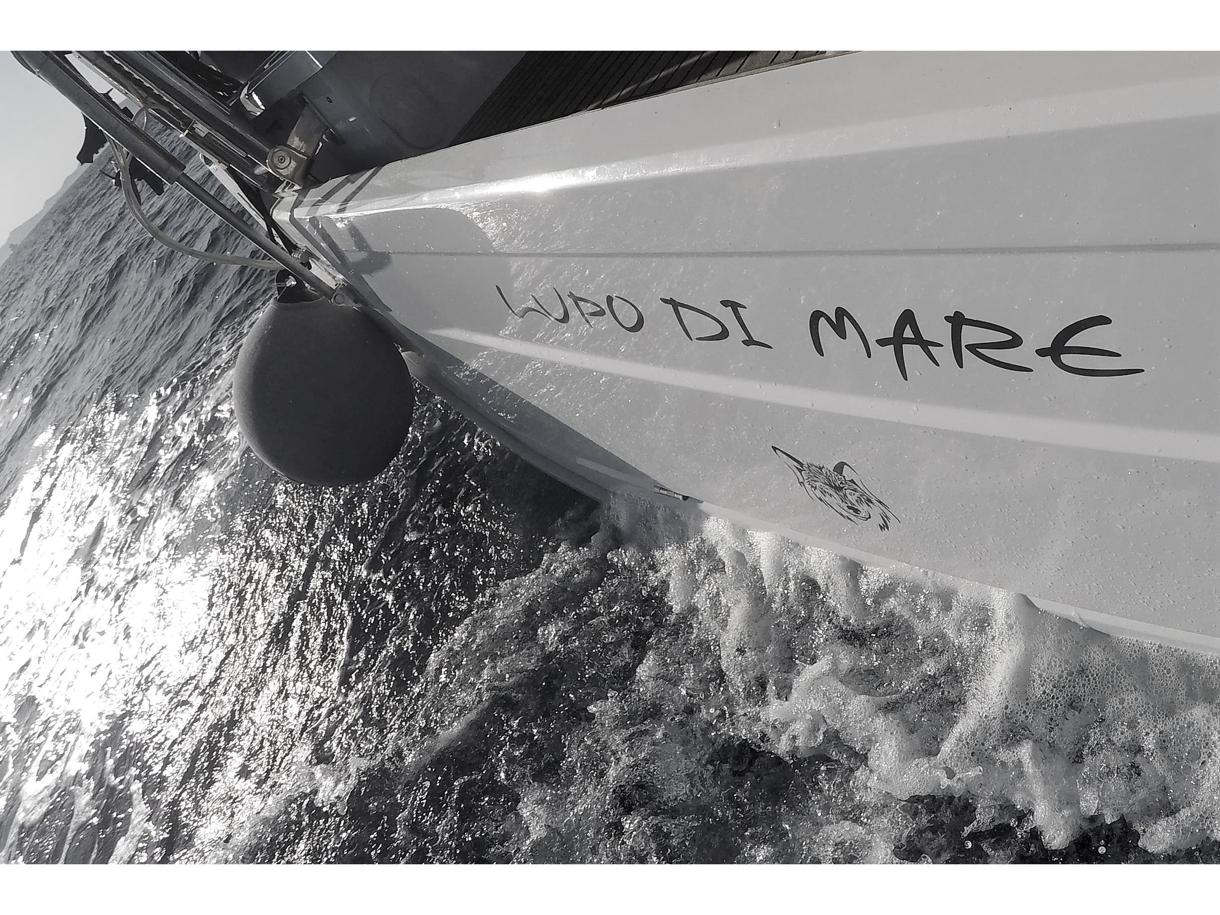 Lupo Di Mare